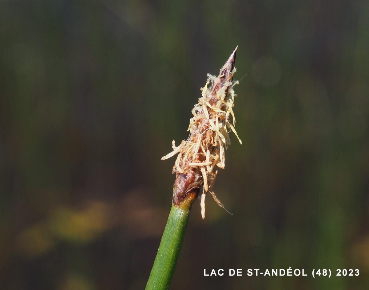 Spike-rush, Common flower